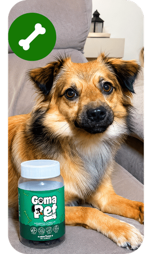 cao gomapet